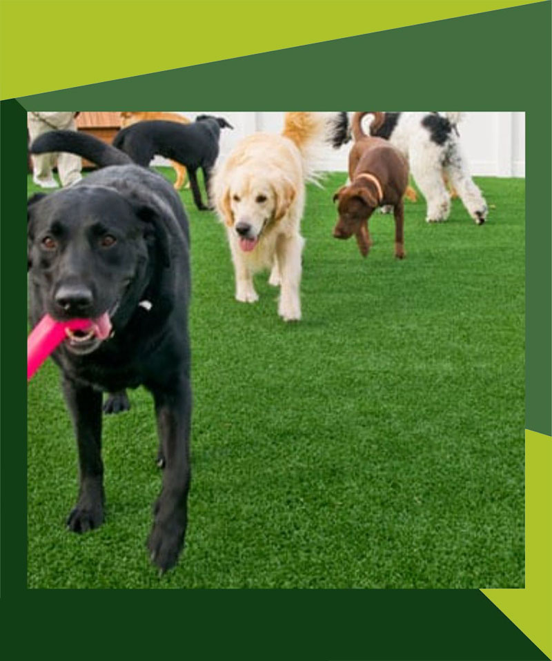About Doggie Daycare, Grooming, Lodging Facility