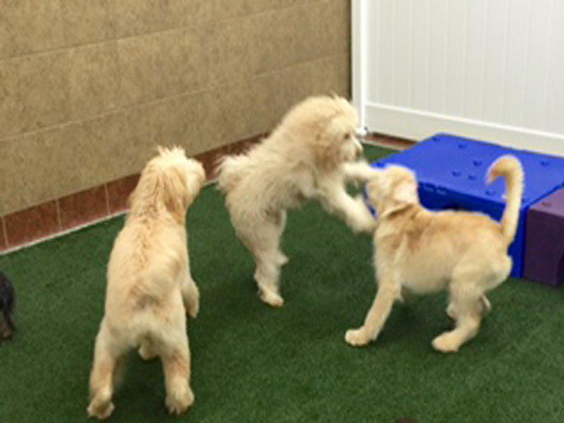 Doggies Playing at Daycare