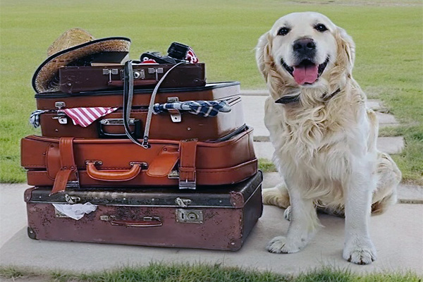 Dog Boarding in Lyman South Carolina